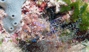 Ancylomenes_pedersoni
