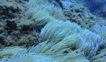 Anemonia_sulcata