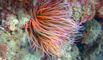 Anemonia_sulcata