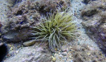 Anemonia_sulcata