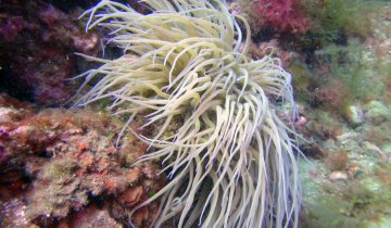 Anemonia_sulcata