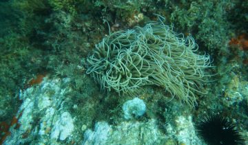 Anemonia_sulcata