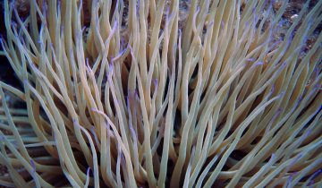 Anemonia_sulcata