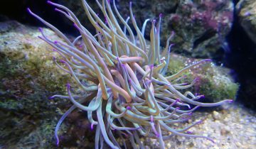 Anemonia_sulcata
