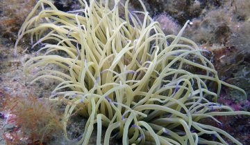 Anemonia_sulcata
