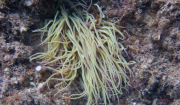Anemonia_sulcata