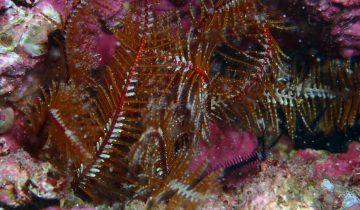 Antedon_mediterranea