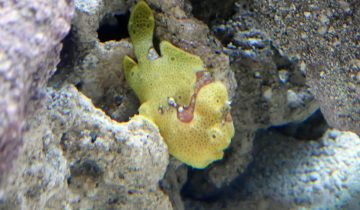 Antennarius_commerson