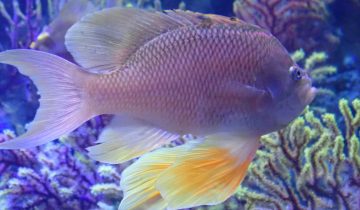Anthias_anthias