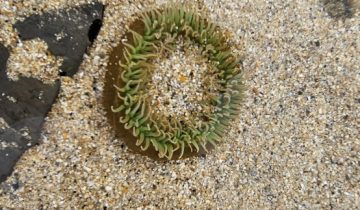 Anthopleura_xanthogrammica
