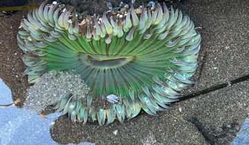 Anthopleura_xanthogrammica