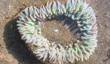 Anthopleura_xanthogrammica