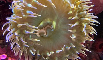 Anthopleura_xanthogrammica
