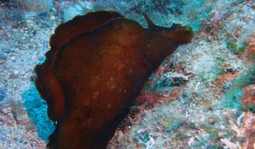 Aplysia_fasciata