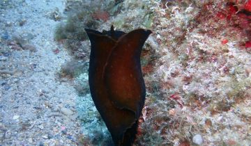 Aplysia_fasciata