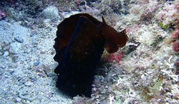 Aplysia_fasciata
