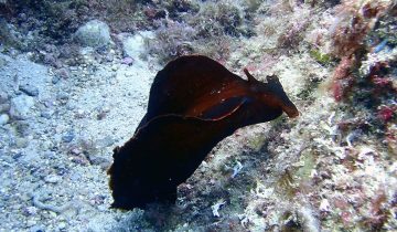 Aplysia_fasciata