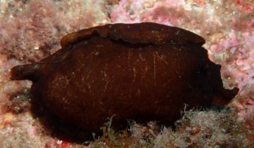 Aplysia_fasciata