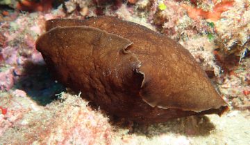 Aplysia_fasciata