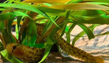 Apodichthys_flavidus