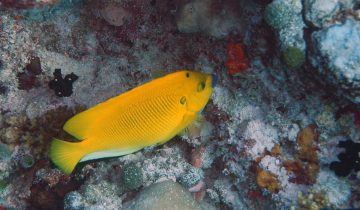 Apolemichthys_trimaculatus