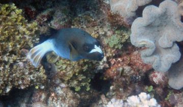 Arothron_nigropunctatus