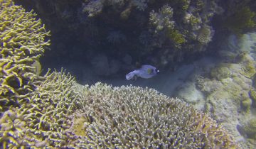 Arothron_nigropunctatus