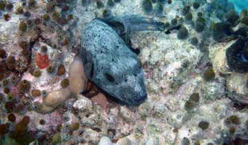 Arothron_nigropunctatus