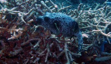 Arothron_nigropunctatus