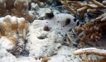 Arothron_nigropunctatus