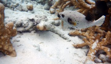 Arothron_nigropunctatus