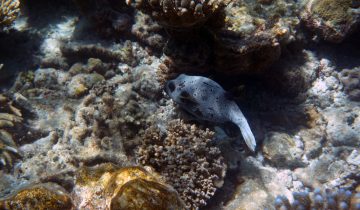 Arothron_nigropunctatus