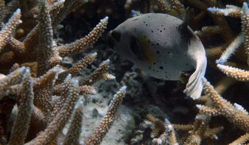 Arothron_nigropunctatus