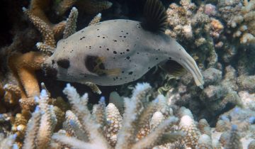 Arothron_nigropunctatus