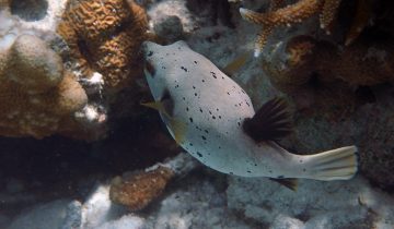 Arothron_nigropunctatus