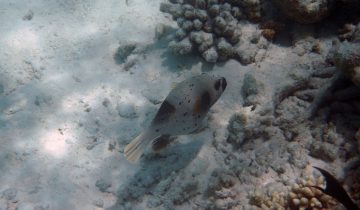 Arothron_nigropunctatus