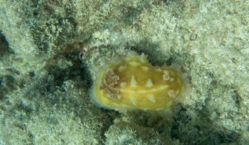 Asteronotus_cespitosus