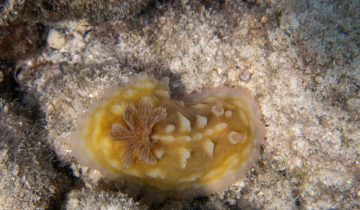 Asteronotus_cespitosus