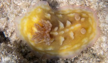 Asteronotus_cespitosus