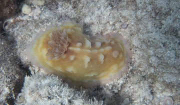 Asteronotus_cespitosus