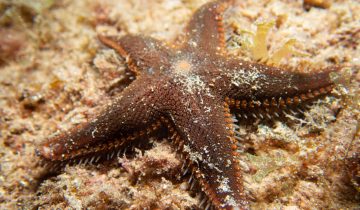 Astropecten_spinulosus