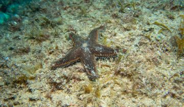 Astropecten_spinulosus