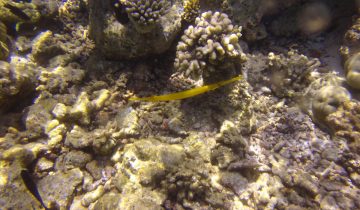 Aulostomus_chinensis