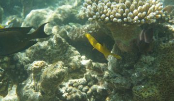 Aulostomus_chinensis