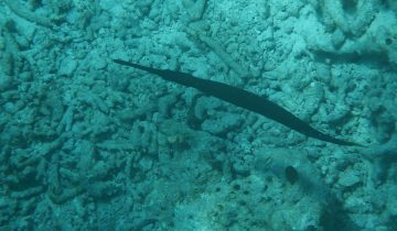 Aulostomus_chinensis