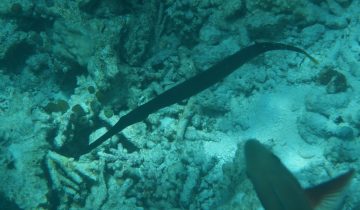 Aulostomus_chinensis