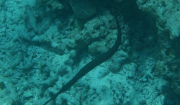 Aulostomus_chinensis