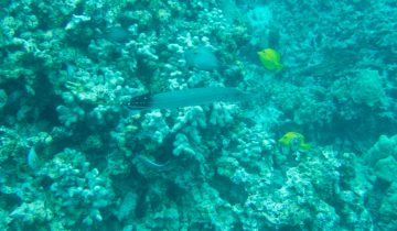 Aulostomus_chinensis