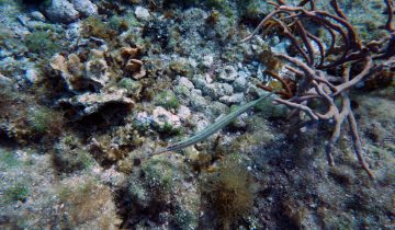 Aulostomus_maculatus