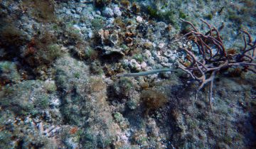 Aulostomus_maculatus